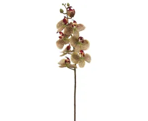 29" Phalaenopsis Spray GR/BU