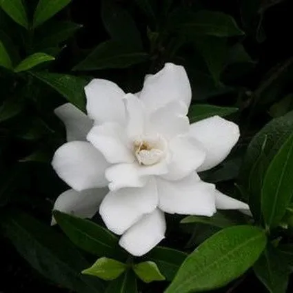 Frost Proof Gardenia