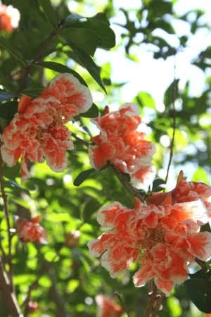 Punica granatum Nochi Shibari