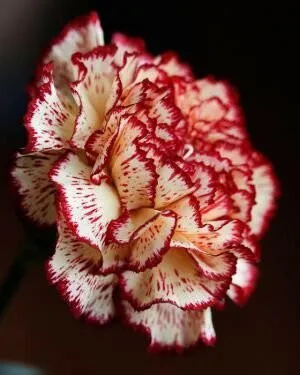 Red and White Varigated Carnation - Dianthus caryophyllus