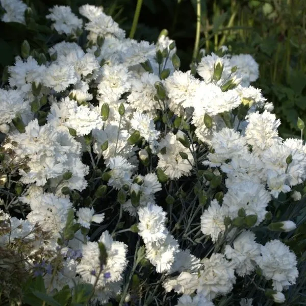 Scent First&reg; Memories Dianthus