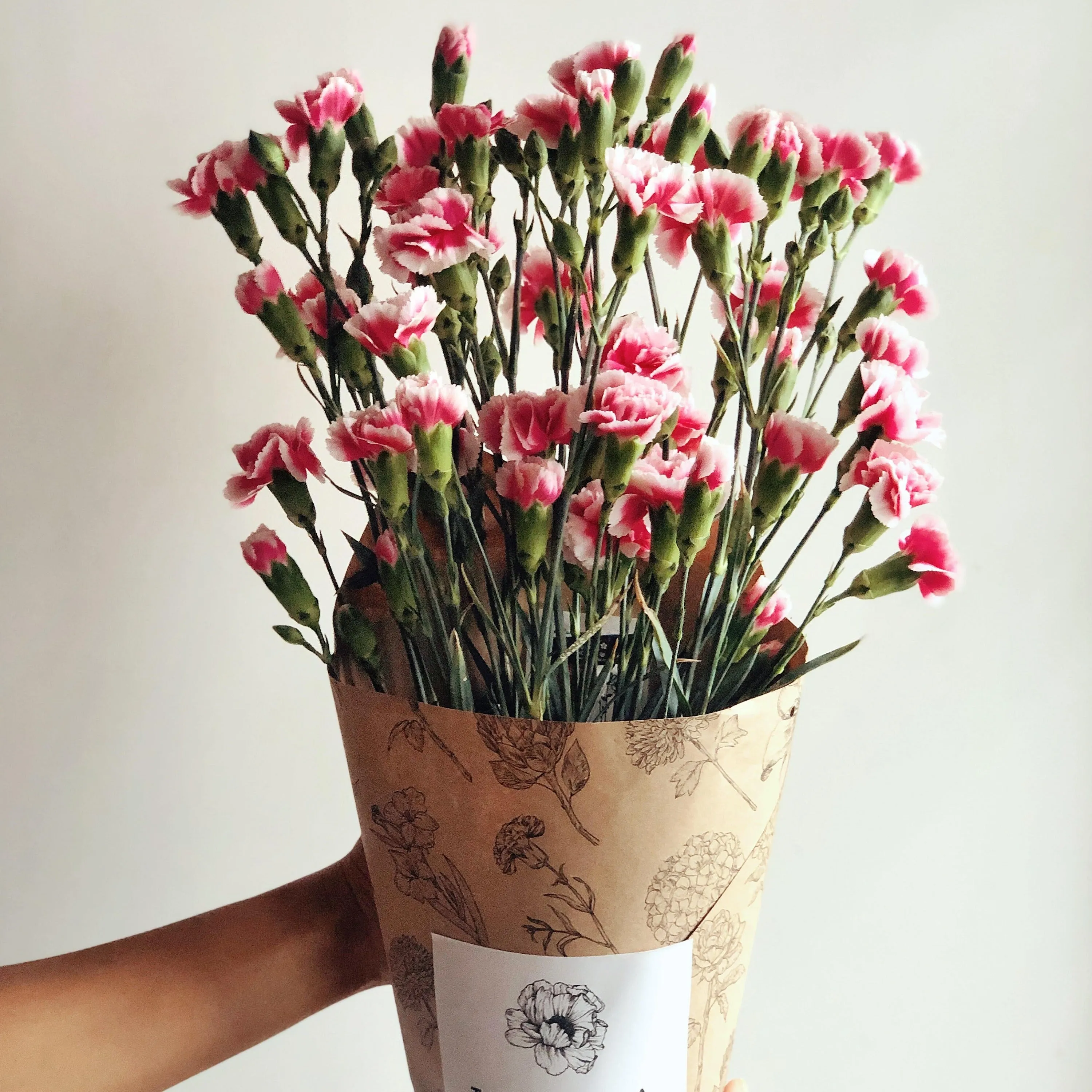Spray Carnations