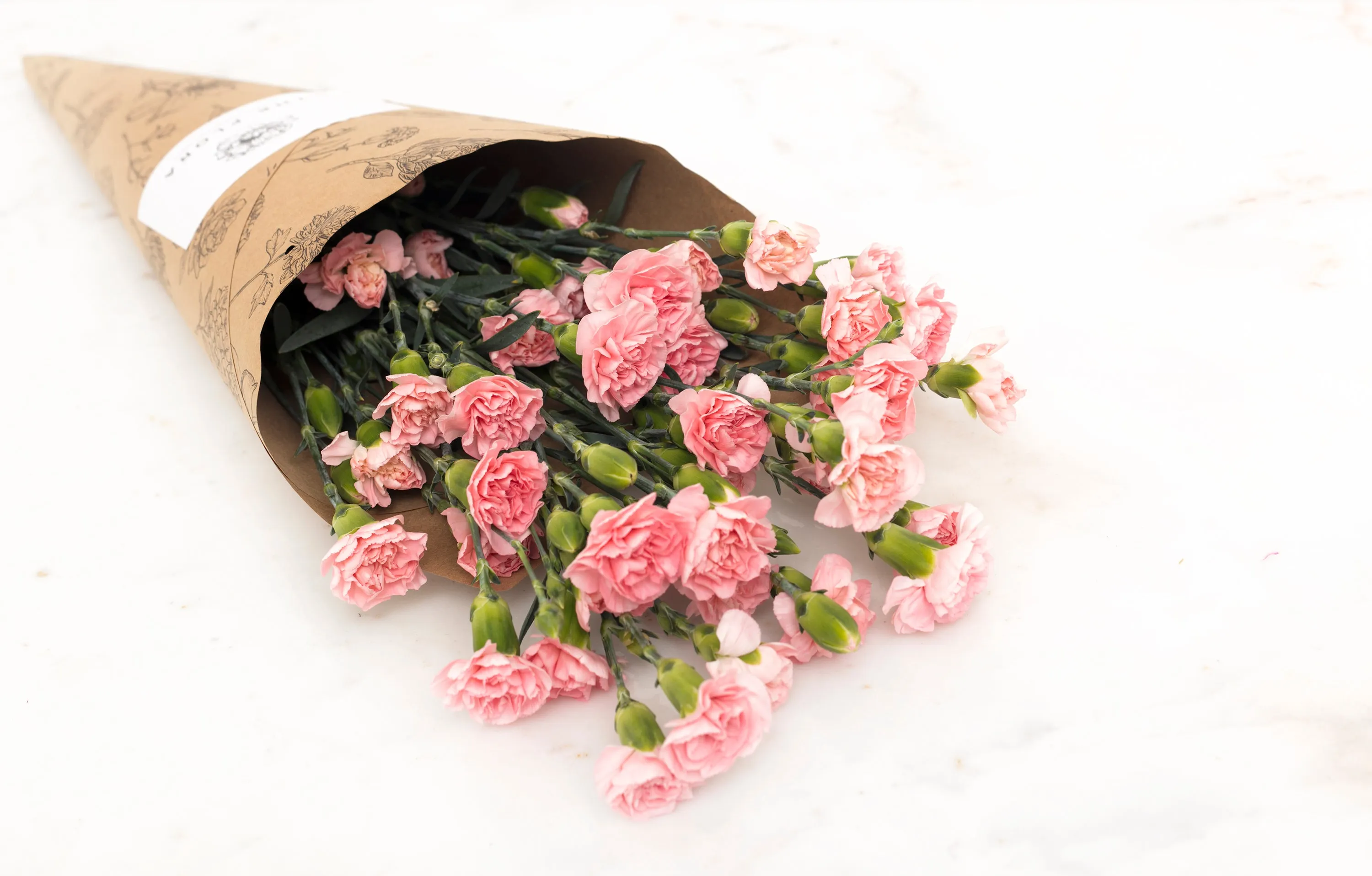 Spray Carnations