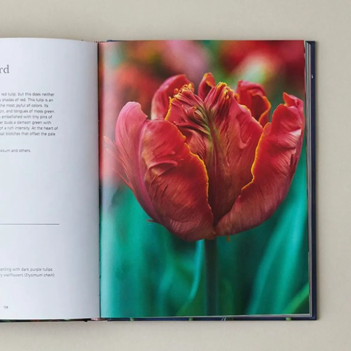 Tulips: Beautiful Varieties for Home and Garden