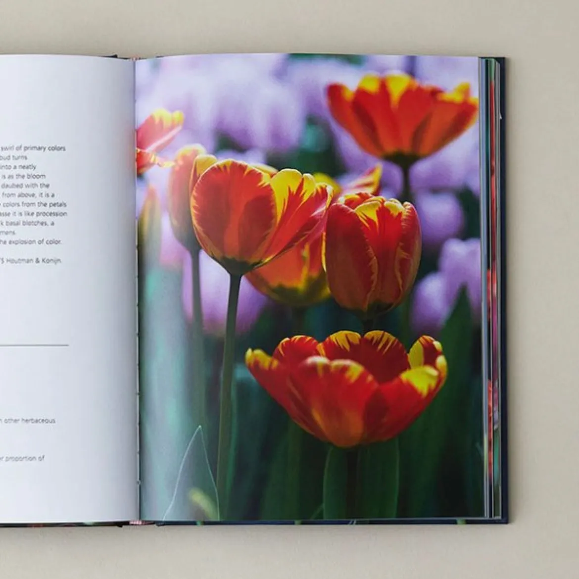 Tulips: Beautiful Varieties for Home and Garden