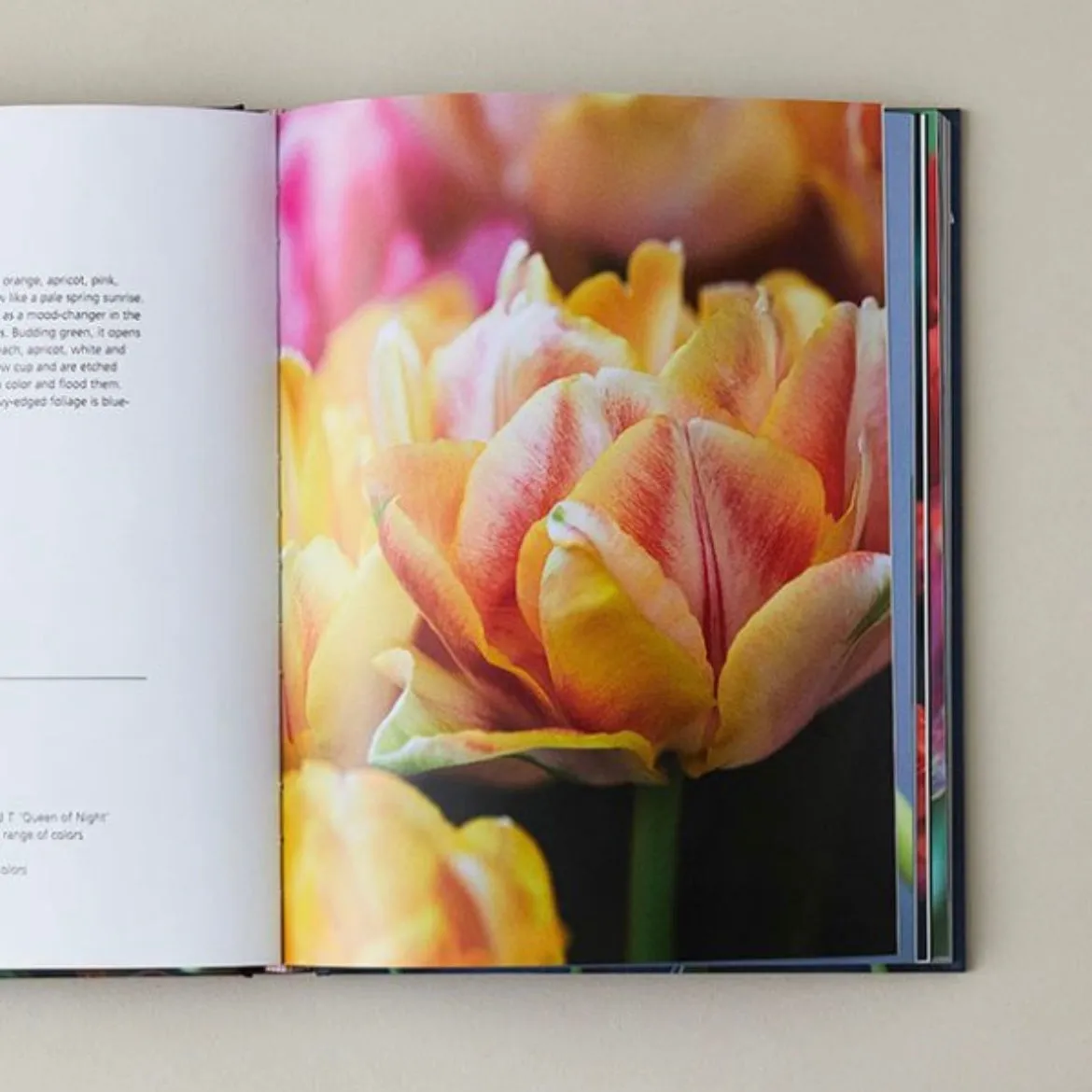 Tulips: Beautiful Varieties for Home and Garden