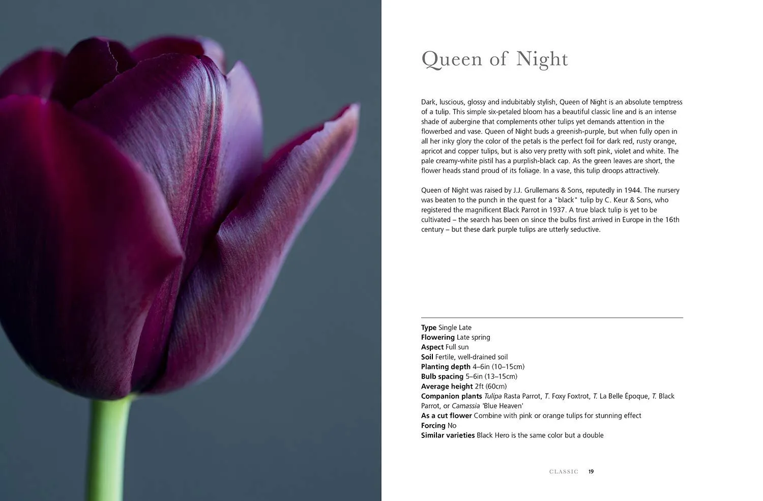 Tulips • Jane Eastoe & Rachel Warne