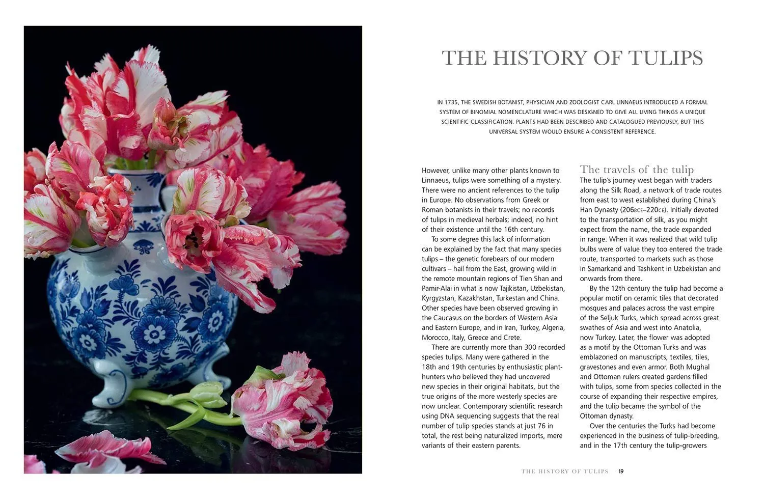 Tulips • Jane Eastoe & Rachel Warne